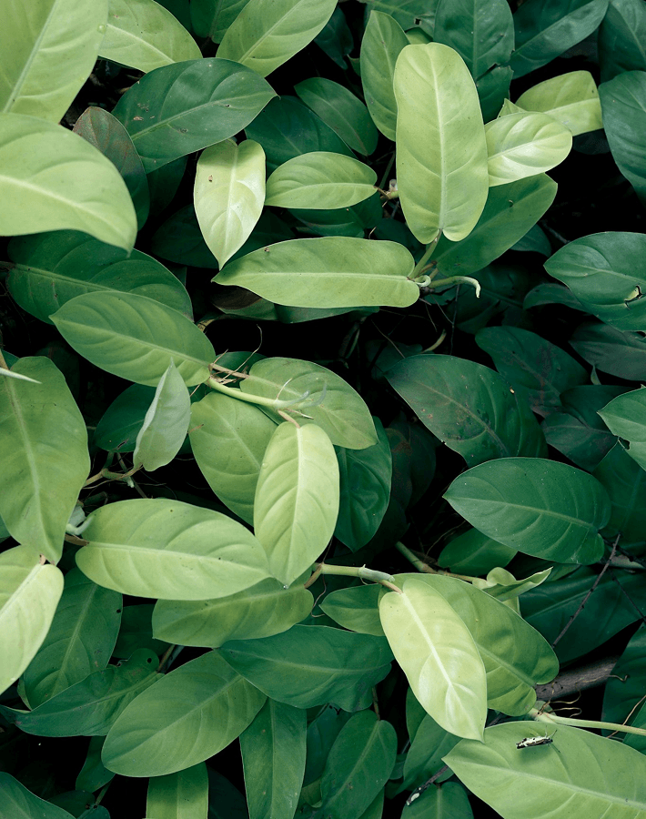 EcoWise - Green leaves